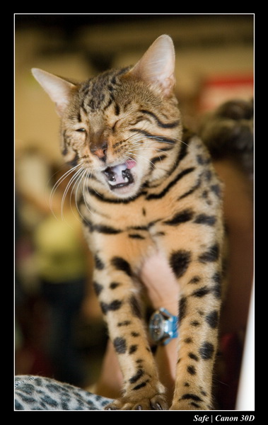 Sep 06 - Salon des animaux de compagnies - 23